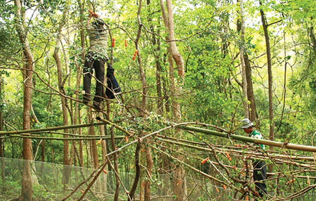 Để bẫy được khỉ, những tay săn bắt thú dùng bắp trái treo trên các bụi cây để nhử chúng.